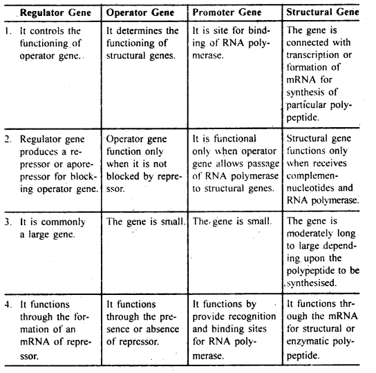 Bihar Board Class 12 Biology Solutions Chapter 6 Molecular Basis of Inheritance 14