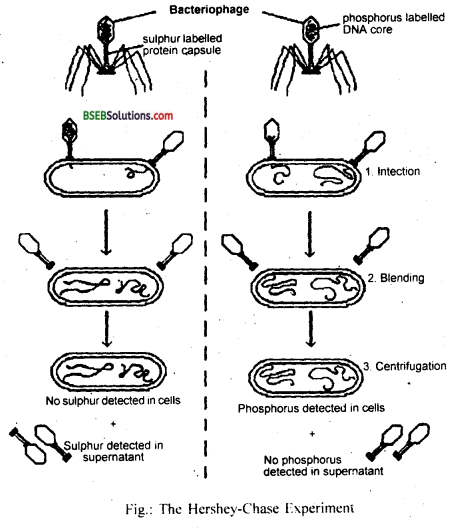Bihar Board Class 12 Biology Solutions Chapter 6 Molecular Basis of Inheritance 2