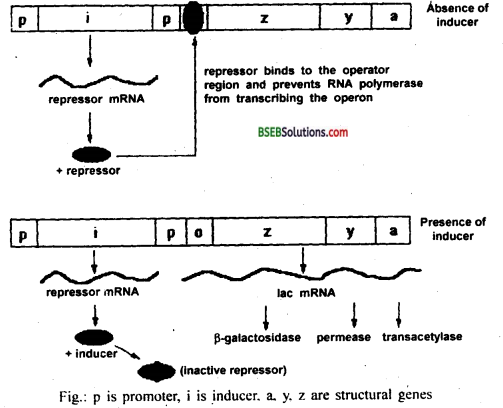 Bihar Board Class 12 Biology Solutions Chapter 6 Molecular Basis of Inheritance 3