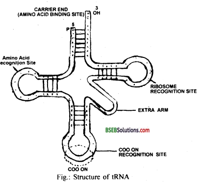 Bihar Board Class 12 Biology Solutions Chapter 6 Molecular Basis of Inheritance 4