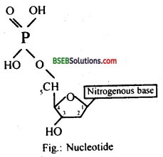 Bihar Board Class 12 Biology Solutions Chapter 6 Molecular Basis of Inheritance 6