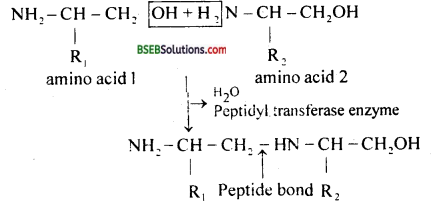Bihar Board Class 12 Biology Solutions Chapter 6 Molecular Basis of Inheritance 7
