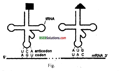 Bihar Board Class 12 Biology Solutions Chapter 6 Molecular Basis of Inheritance 8