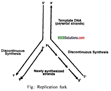 Bihar Board Class 12 Biology Solutions Chapter 6 Molecular Basis of Inheritance 9