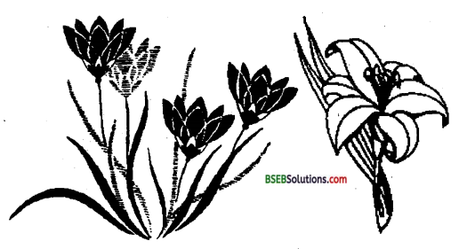 Bihar Board Class 12 Biology Solutions Chapter 7 Evolution 1