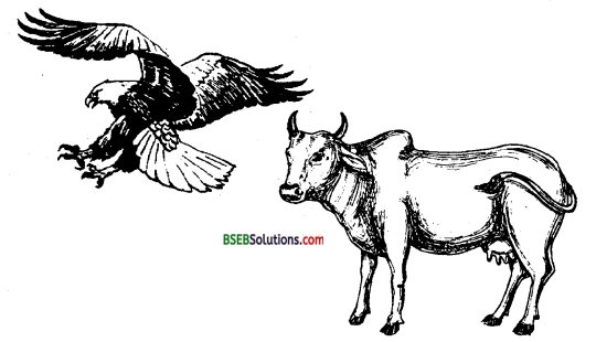 Bihar Board Class 12 Biology Solutions Chapter 7 Evolution 2