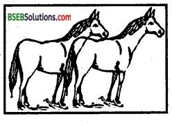 Bihar Board Class 12 Biology Solutions Chapter 7 Evolution 3