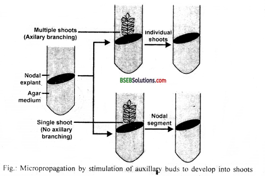 Bihar Board Class 12 Biology Solutions Chapter 9 Strategies for Enhancement in Food Production 3