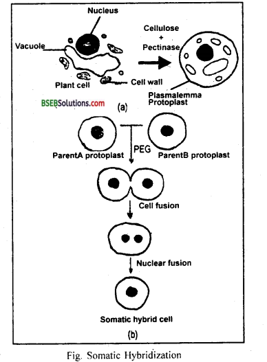 Bihar Board Class 12 Biology Solutions Chapter 9 Strategies for Enhancement in Food Production 5