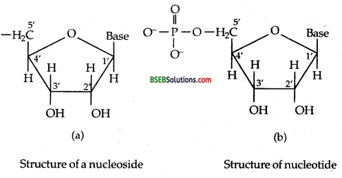 Bihar Board Class 12 Chemistry Solutions Chapter 14 Biomolecules 26