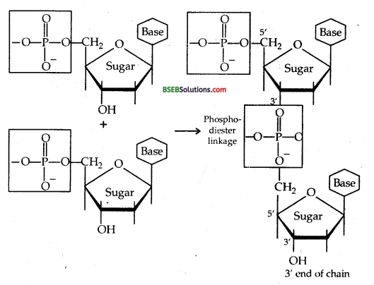 Bihar Board Class 12 Chemistry Solutions Chapter 14 Biomolecules 27
