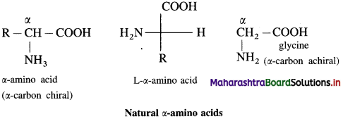 Maharashtra Board Class 12 Chemistry Solutions Chapter 14 Biomolecules 48