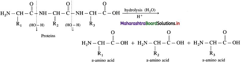 Maharashtra Board Class 12 Chemistry Solutions Chapter 14 Biomolecules 54