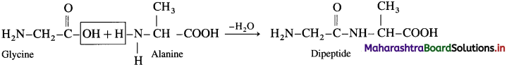 Maharashtra Board Class 12 Chemistry Solutions Chapter 14 Biomolecules 75