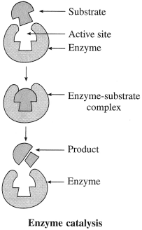 Maharashtra Board Class 12 Chemistry Solutions Chapter 14 Biomolecules 85