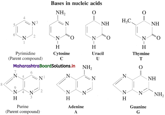 Maharashtra Board Class 12 Chemistry Solutions Chapter 14 Biomolecules 87