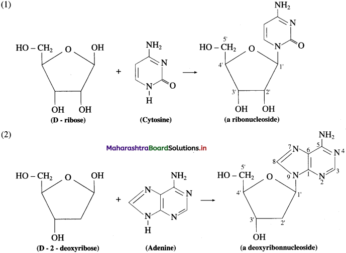 Maharashtra Board Class 12 Chemistry Solutions Chapter 14 Biomolecules 90