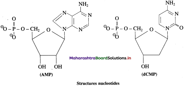 Maharashtra Board Class 12 Chemistry Solutions Chapter 14 Biomolecules 92