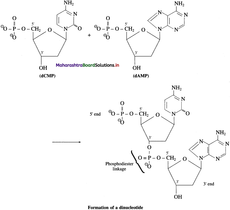 Maharashtra Board Class 12 Chemistry Solutions Chapter 14 Biomolecules 95