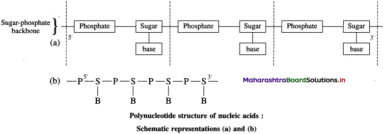 Maharashtra Board Class 12 Chemistry Solutions Chapter 14 Biomolecules 96