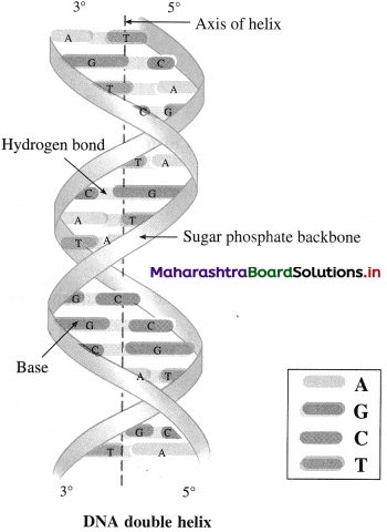 Maharashtra Board Class 12 Chemistry Solutions Chapter 14 Biomolecules 98